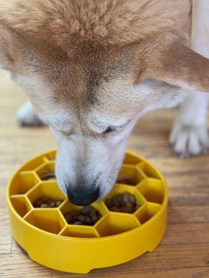 Red and cream dog eating kibble from a yellow SodaPup Honeycomb eBowl, seen from above