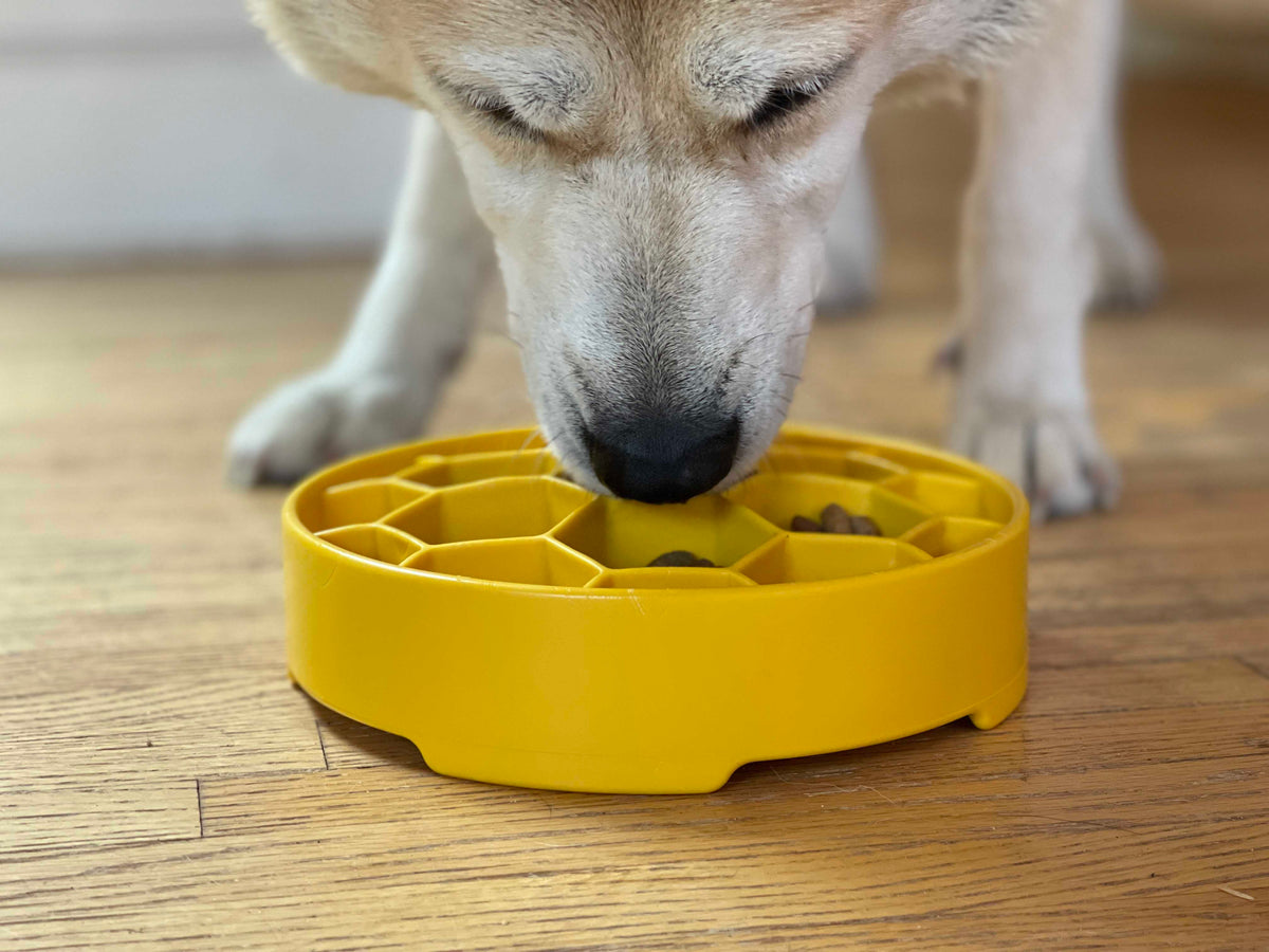 Cream-colored dog nosing kibble out of a yellow SodaPup Honeycomb eBowl, front view