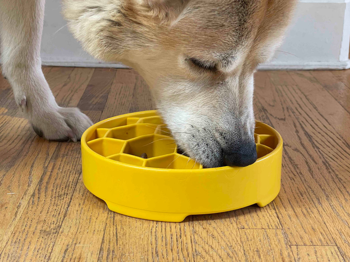 Cream-colored dog on a wood floor eating from a yellow SodaPup Honeycomb eBowl