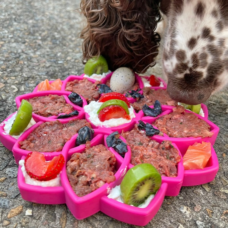 Spaniel licking raw food, fruit, and a quail egg out of a pink SodaPup Mandala eTray on pavement
