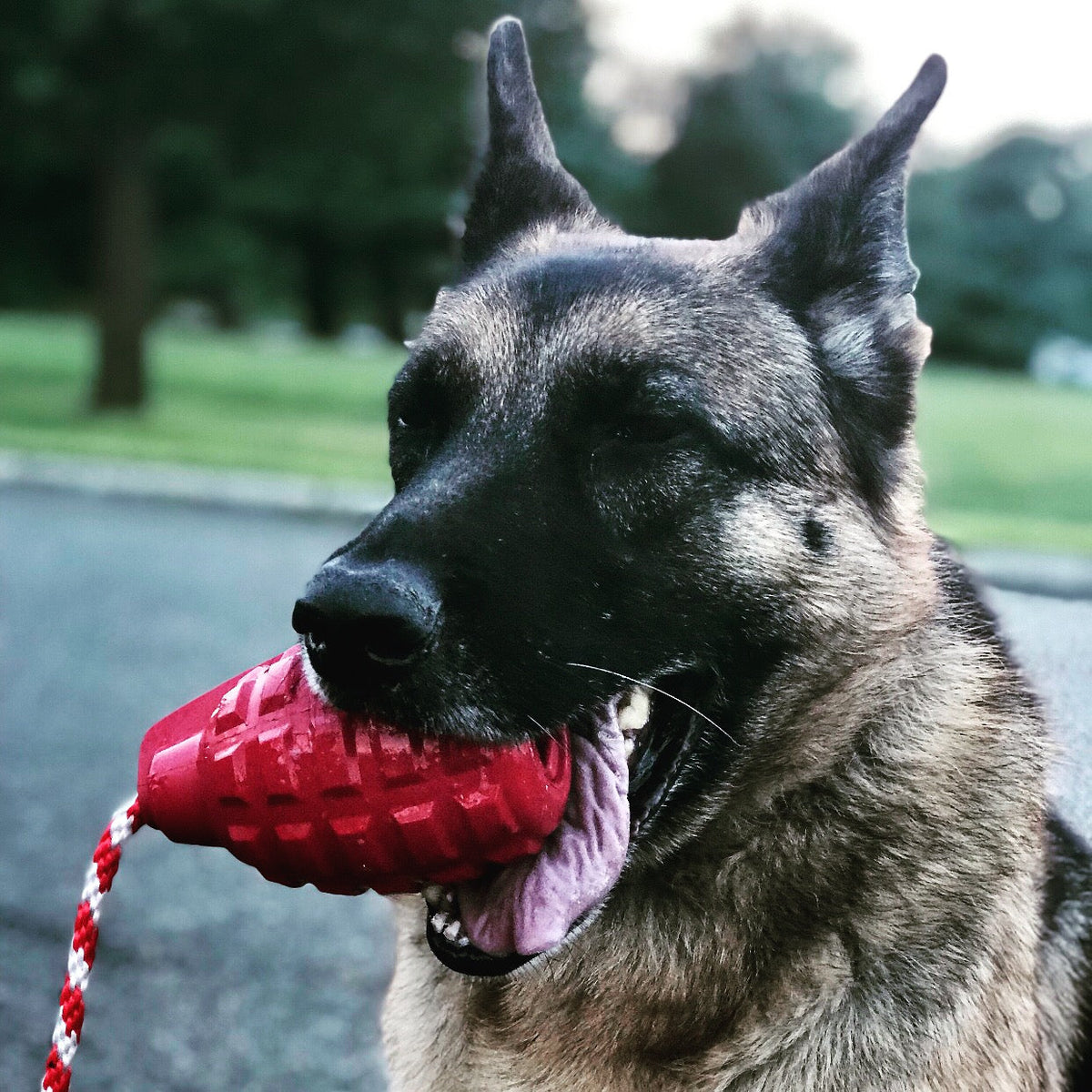 German shepherd outdoors holding a red SodaPup USA-K9 Grenade in its mouth, rope trailing
