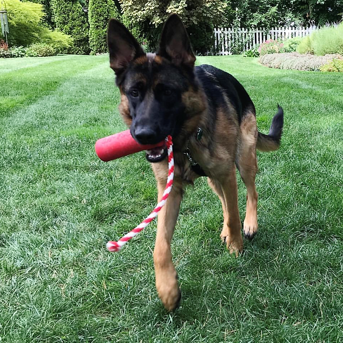 SodaPup USA-K9 Firecracker Floating Dummy carried across a lawn by a German Shepherd, rope swinging below
