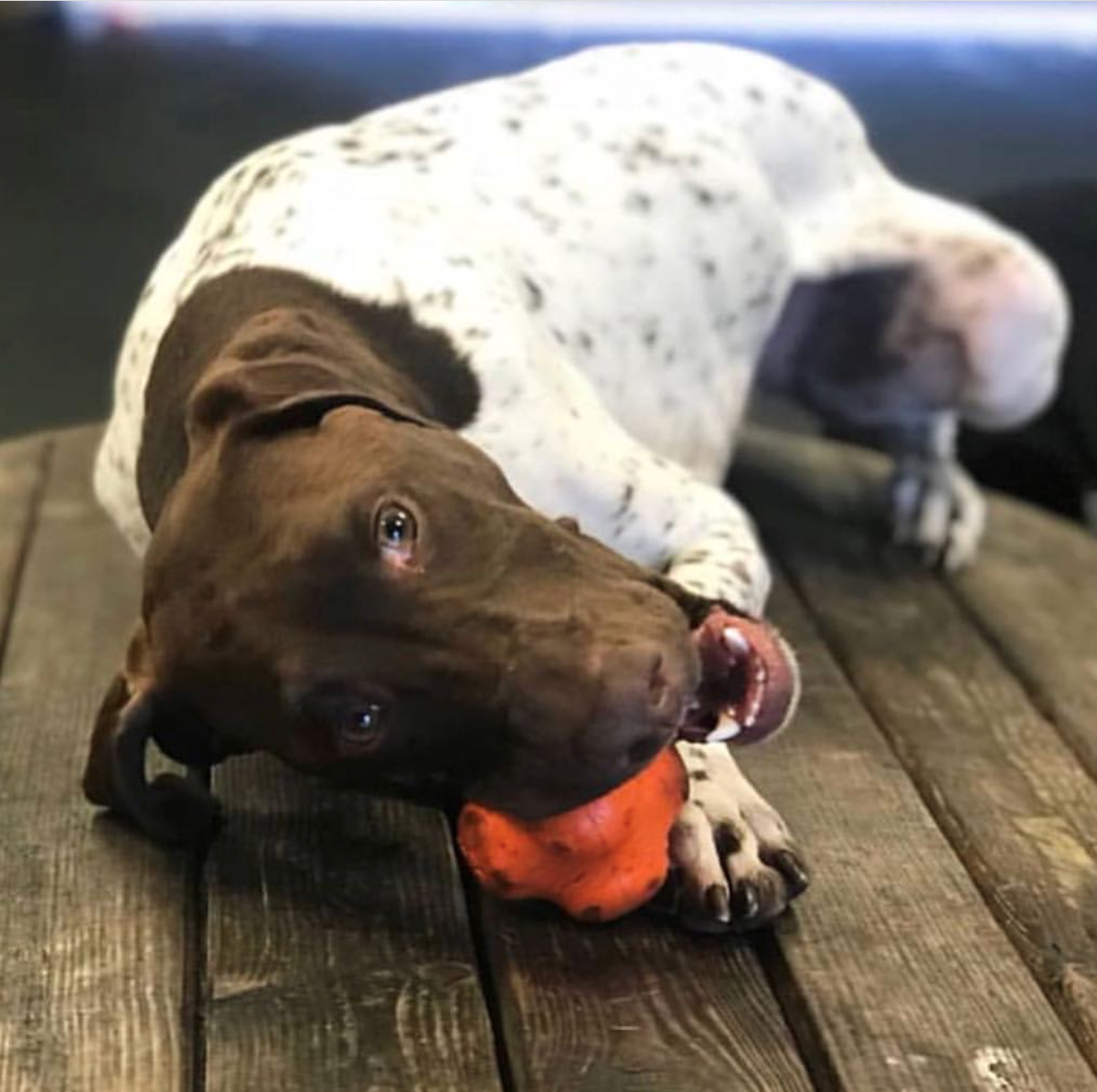 German shorthaired pointer lying on a wood deck with the orange Crazy Bounce ball in its mouth