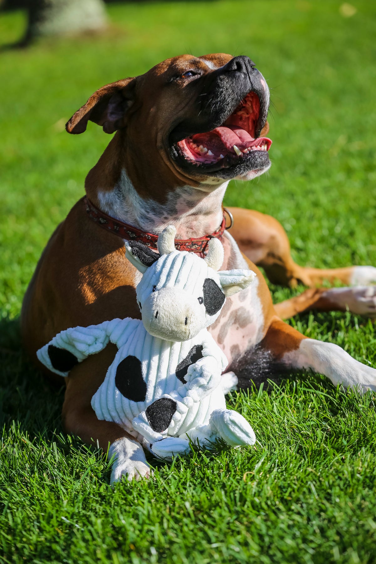 Dottie Cow Knottie dog toy held against the chest of a boxer lying in the sunny grass, mouth open