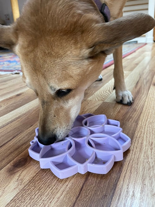 SodaPup Mandala Softie eTray in pastel purple on a hardwood floor, close-up of a tan dog licking food from the petals