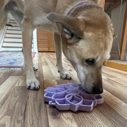 SodaPup Mandala Softie eTray in pastel purple, low side view of a tan dog licking the tray on a wood floor