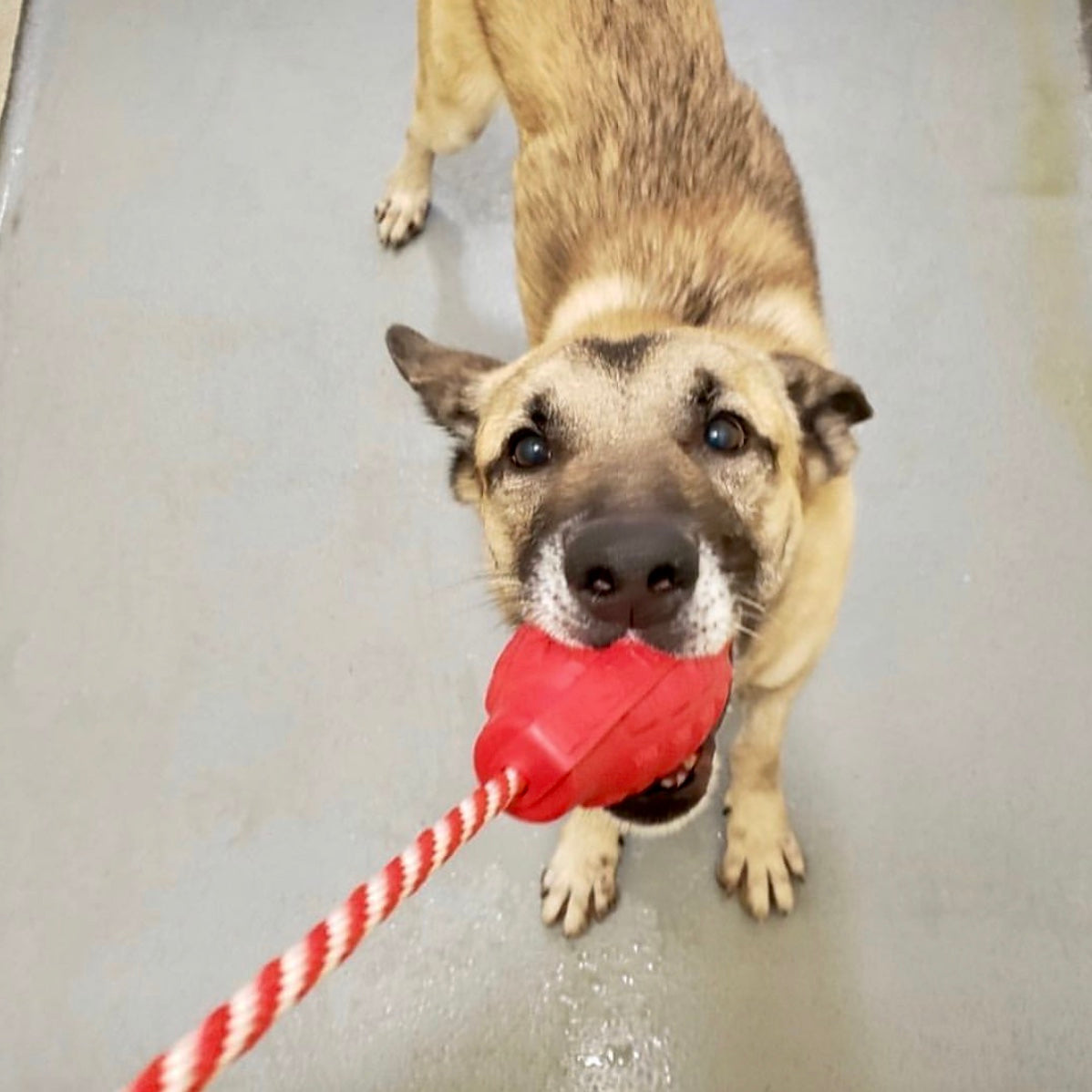 Shepherd mix on a concrete floor tugging a red SodaPup USA-K9 Grenade by its rope
