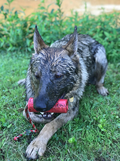 SodaPup USA-K9 Firecracker Floating Dummy held in the mouth of a wet German Shepherd resting on the grass