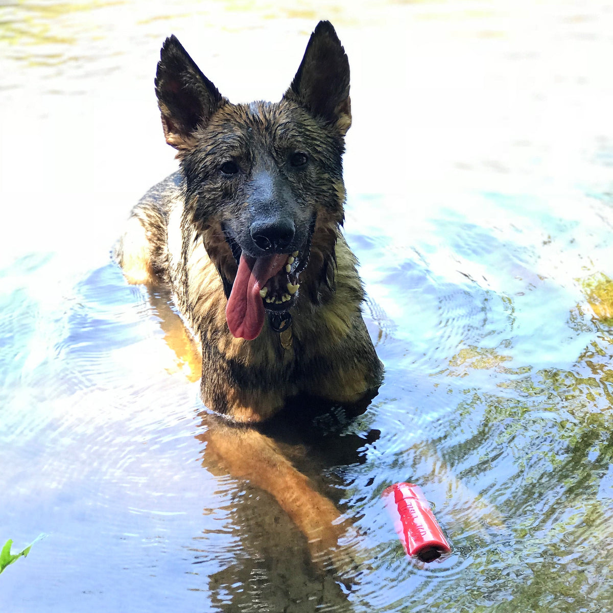 SodaPup USA-K9 Firecracker Floating Dummy floating in a creek beside a wet German Shepherd lying in the water