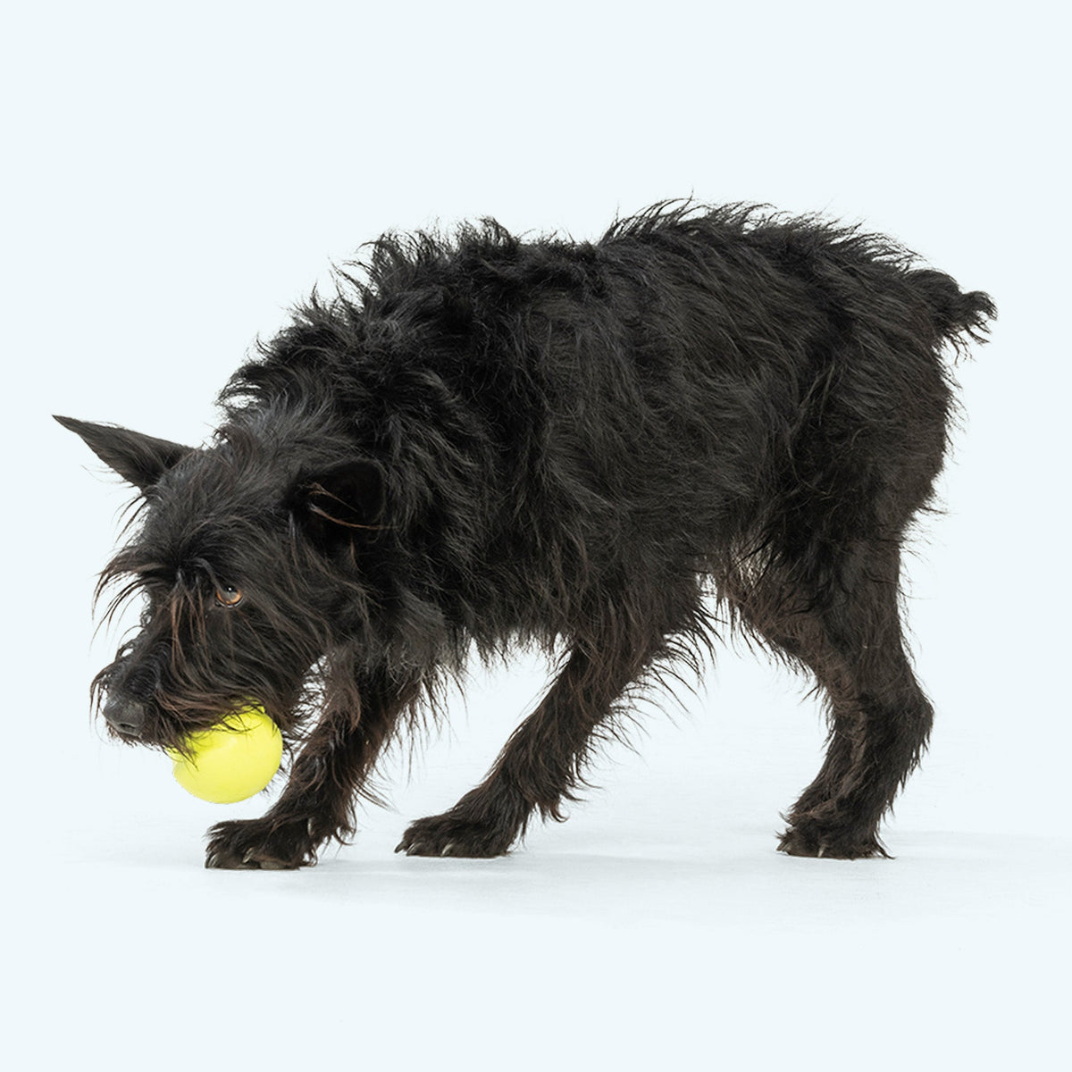 Scruffy black terrier mix carrying a granny smith green Jive ball in its mouth