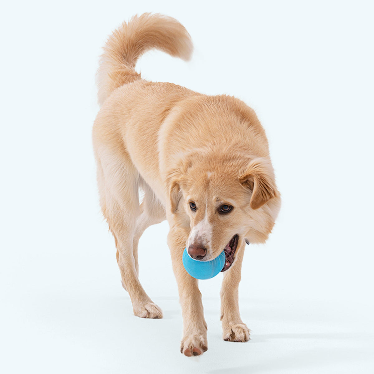 Light golden mixed-breed dog walking with an aqua blue Jive ball in its mouth