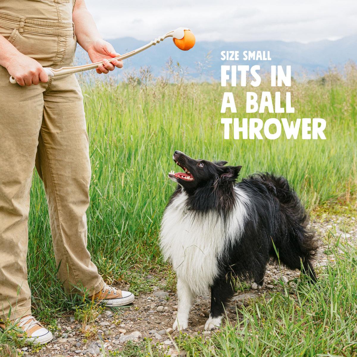 Black and white herding dog watching a tangerine Small Jive ball held in a ball launcher