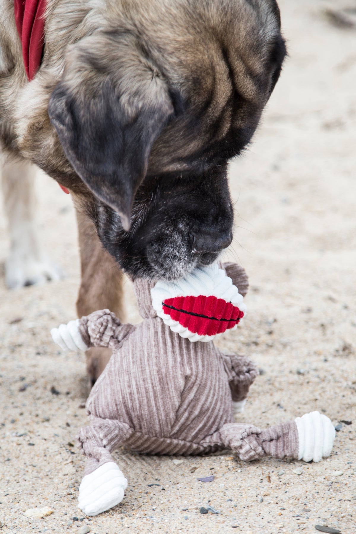 Stuey Sock Monkey Knottie picked up by its head by a big fawn dog with a black mask and red bandana on a sandy beach