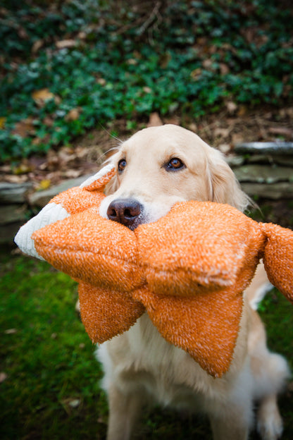 Squooshie Fox plush toy carried by a golden retriever outdoors, the fox upside down showing its bone-shaped body
