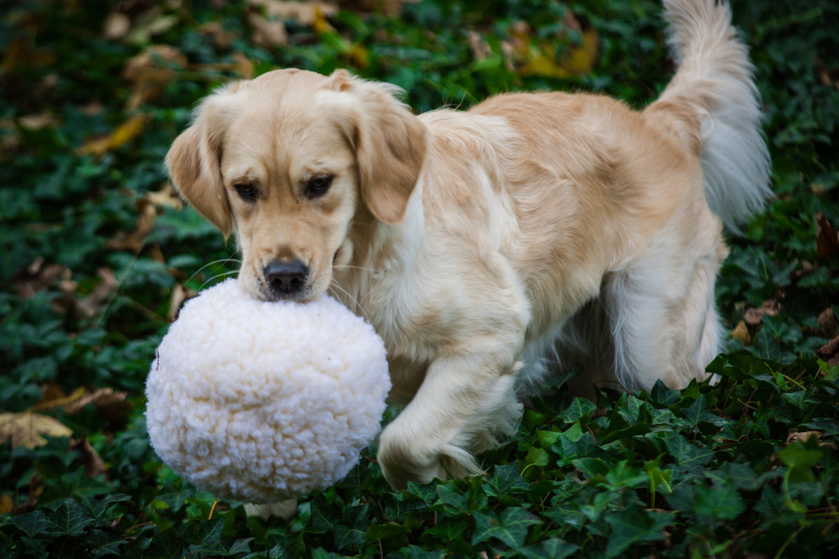 Young golden retriever nosing a HuggleFleece Plush Ball across green ivy outdoors