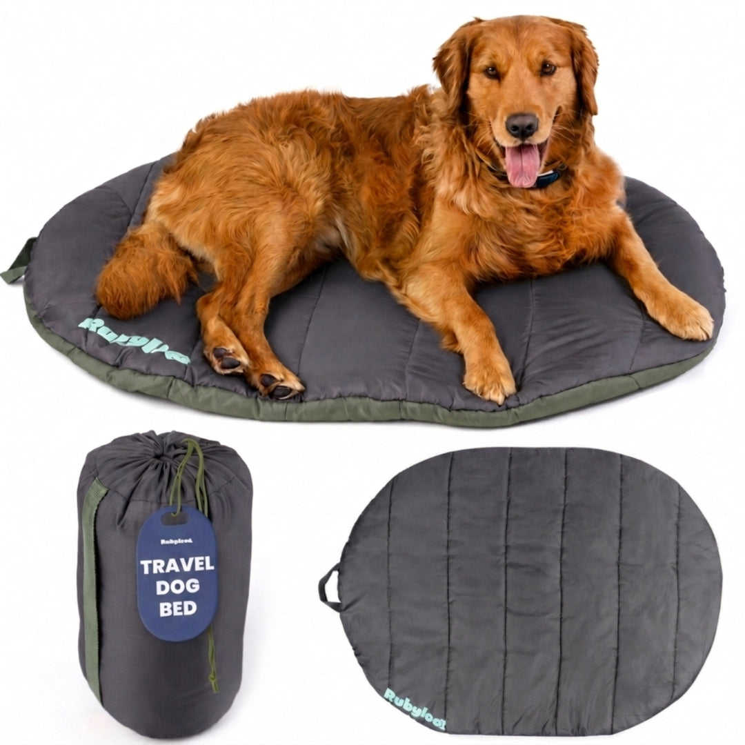 Packable travel dog bed in Midnight Forest Black, Medium, a charcoal pad with olive trim under a golden retriever