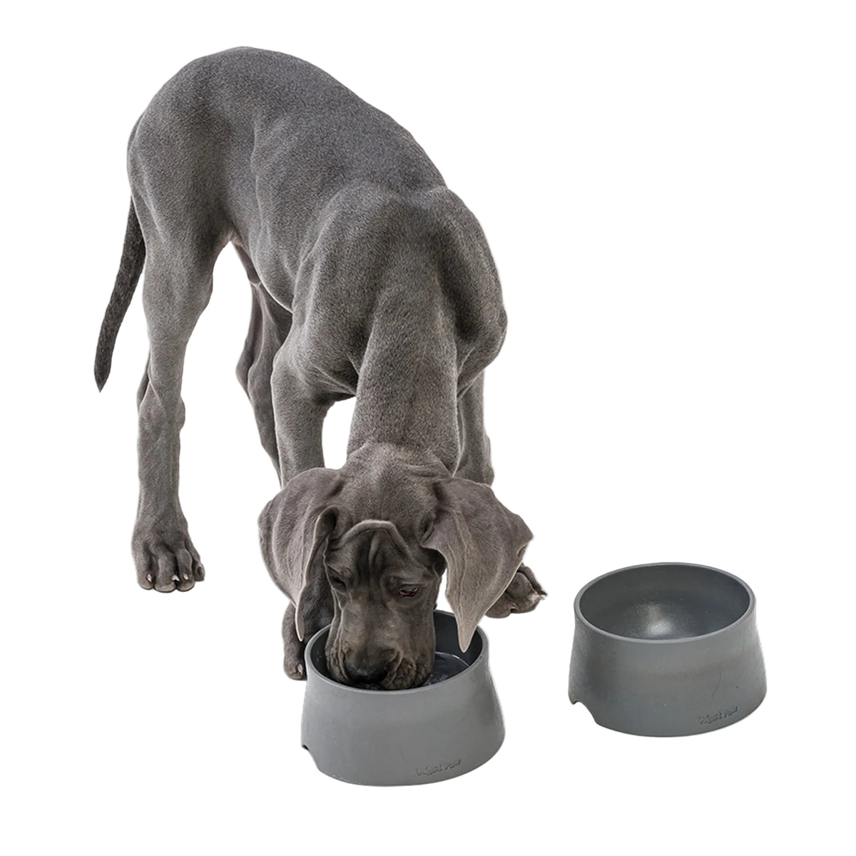 Gray Great Dane puppy eating from a sea fog gray West Paw Non-Slip Bowl beside a second matching bowl