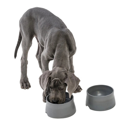 Gray Great Dane puppy eating from a sea fog gray West Paw Non-Slip Bowl beside a second matching bowl