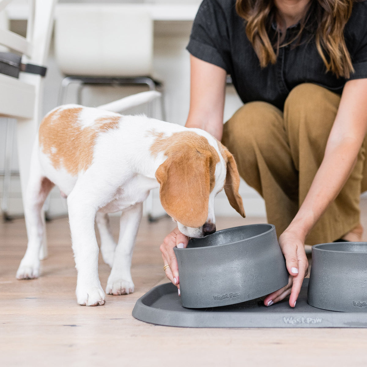 Beagle puppy sniffing a sea fog gray West Paw Non-Slip Bowl as a woman sets it on a gray feeding mat
