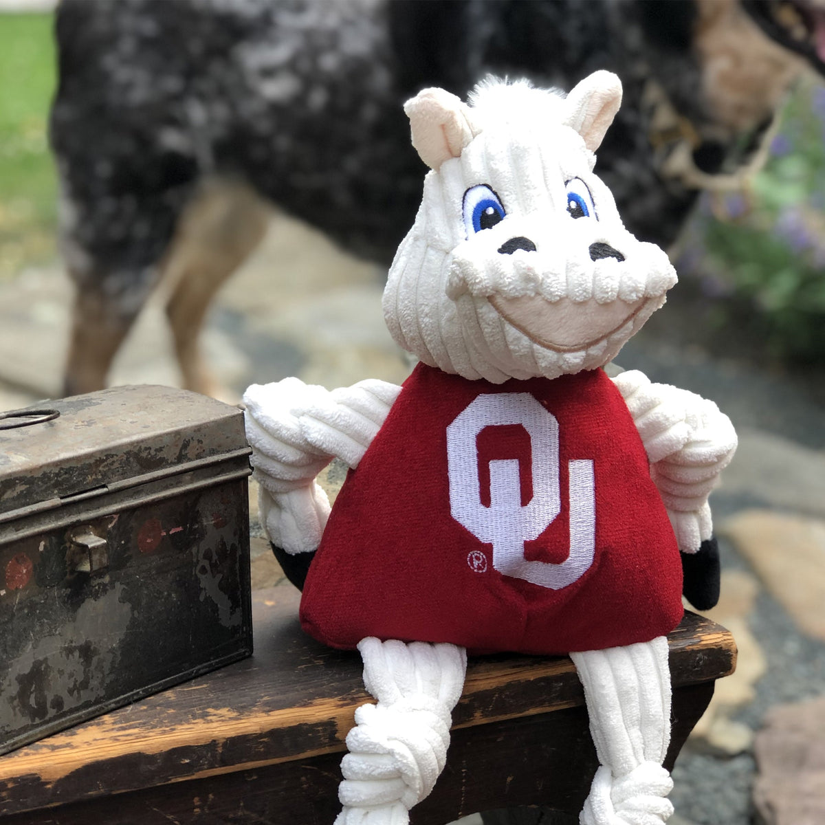 Sooner Knottie dog toy sitting on a wooden bench outdoors by an old tin box, a speckled dog standing behind