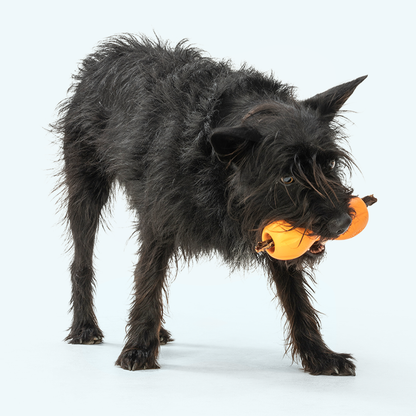 Scruffy black terrier mix carrying a tangerine Qwizl shown with a bully stick through it