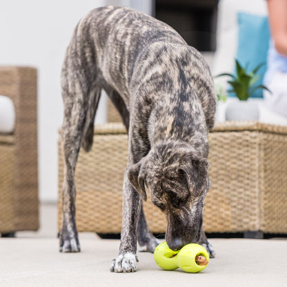 Brindle dog nosing a granny smith green Qwizl on a patio floor, a chew tucked in one end
