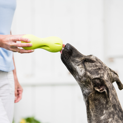 Brindle dog licking the end of a granny smith green Qwizl held out by a person