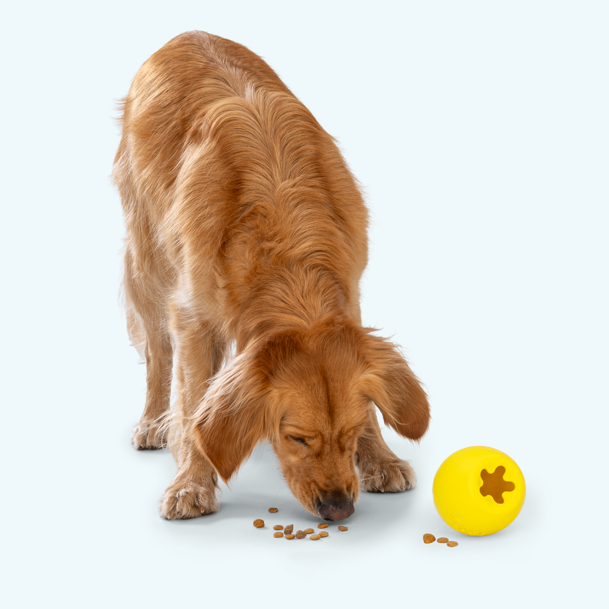 Rumbl treat dispenser in dandelion yellow on the floor as a golden retriever eats the scattered kibble