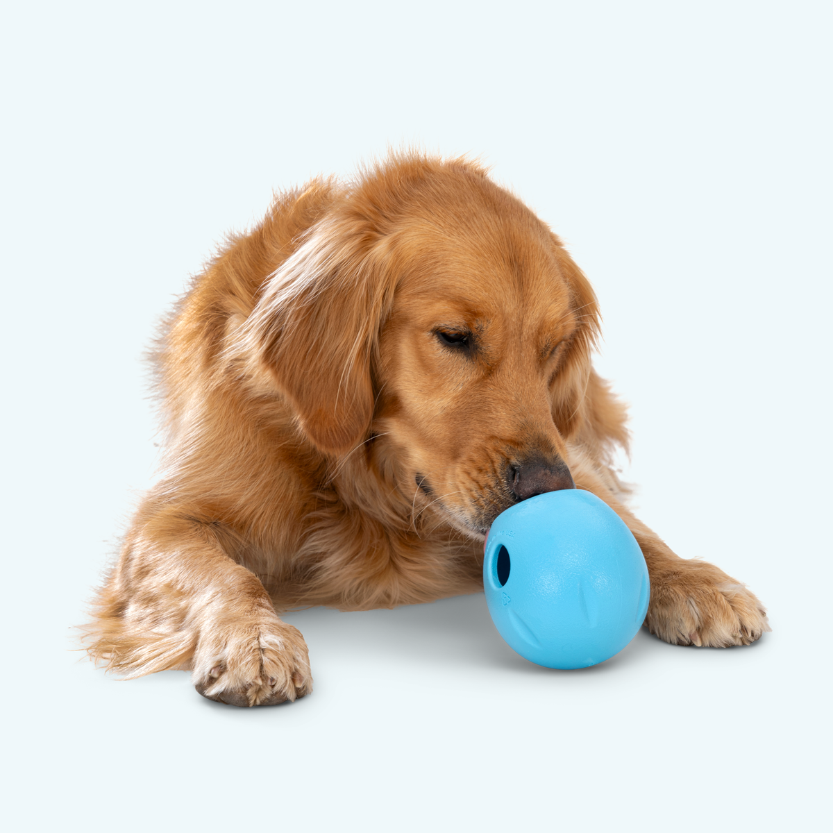 Rumbl treat dispenser in aqua nosed by a golden retriever lying down with it between its paws