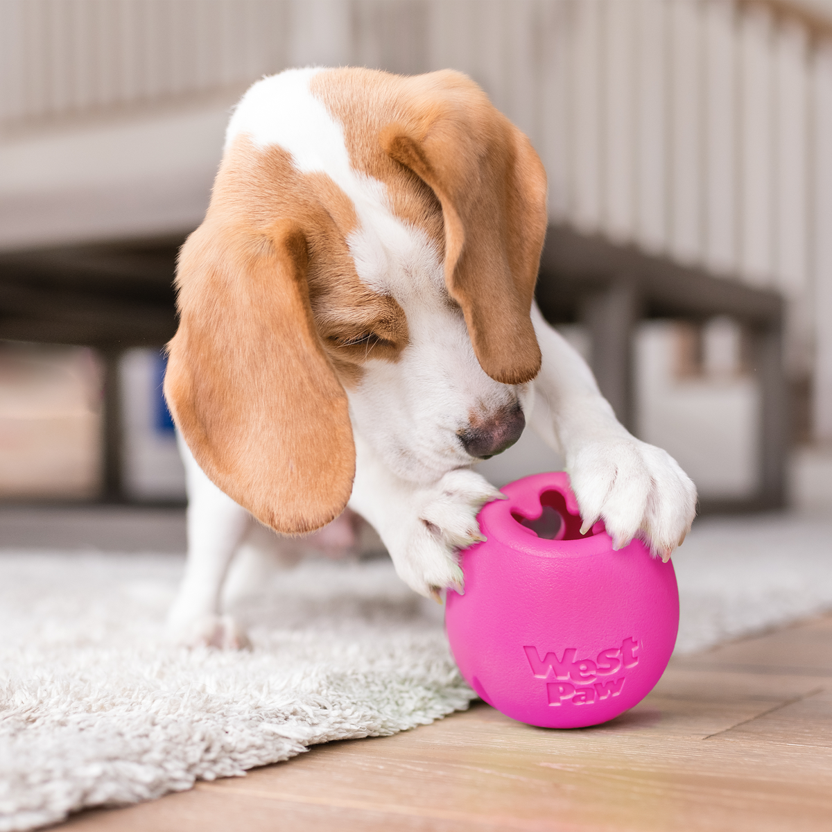 Rumbl treat dispenser in hot pink pinned under the paws of a young beagle on a rug