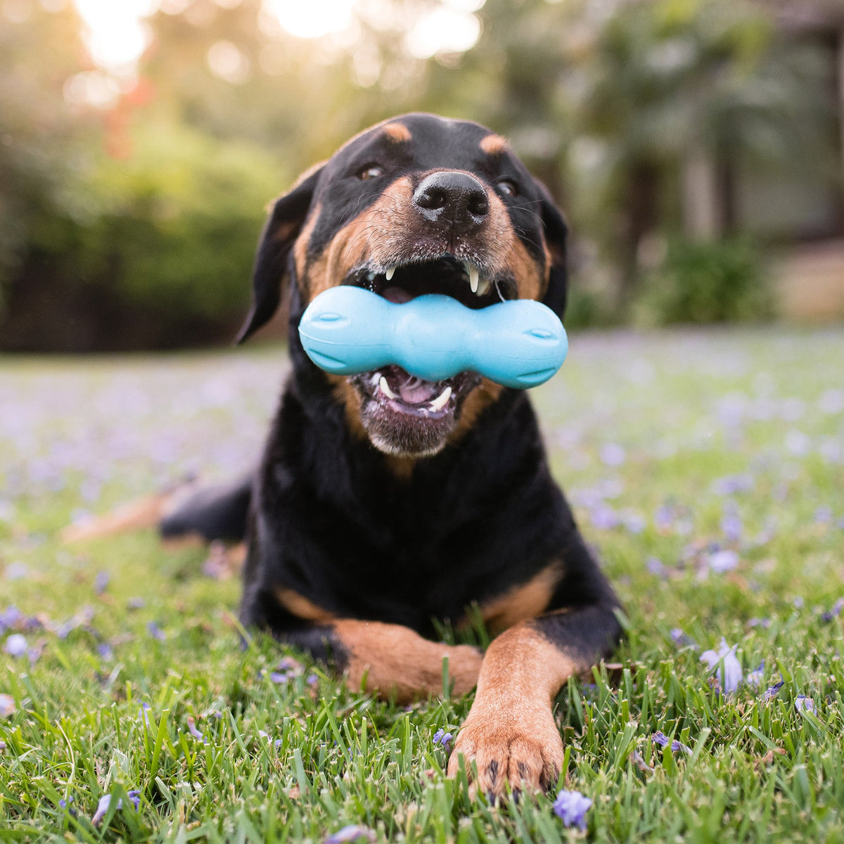 Rumpus chew toy in aqua blue held in the mouth of a black and tan dog lying in flowering grass