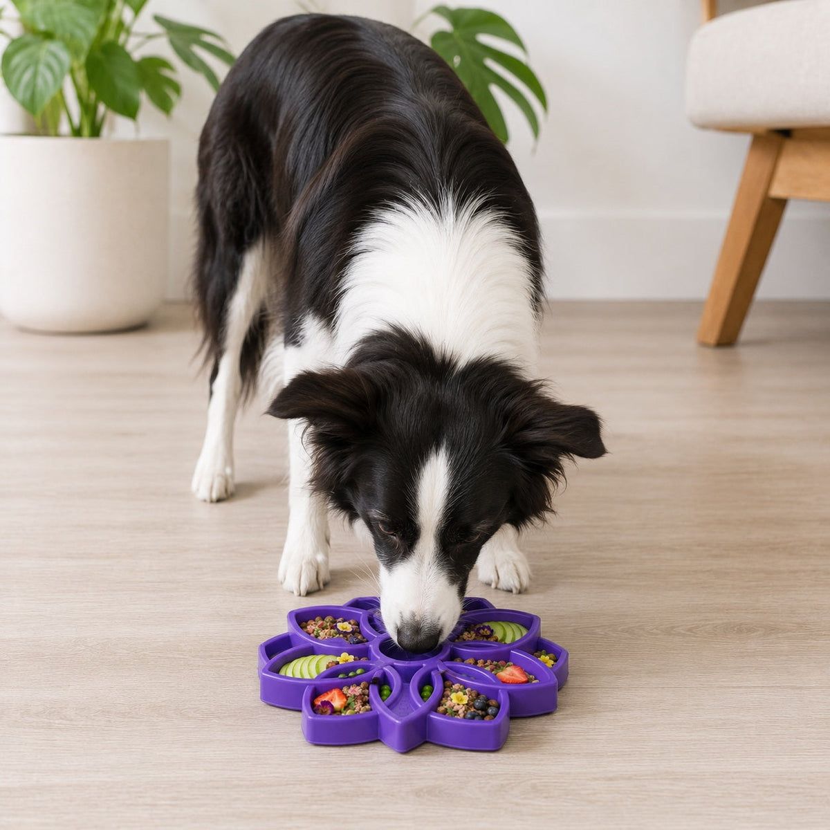 Border collie eating from a purple SodaPup Mandala eTray on a light wood floor