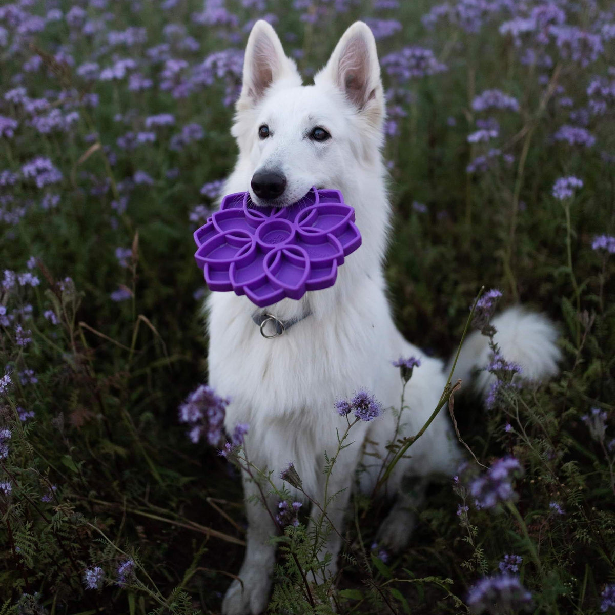 White shepherd sitting in a field of purple flowers holding a purple SodaPup Mandala eTray in its mouth