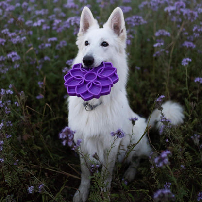 White shepherd sitting in a field of purple flowers holding a purple SodaPup Mandala eTray in its mouth
