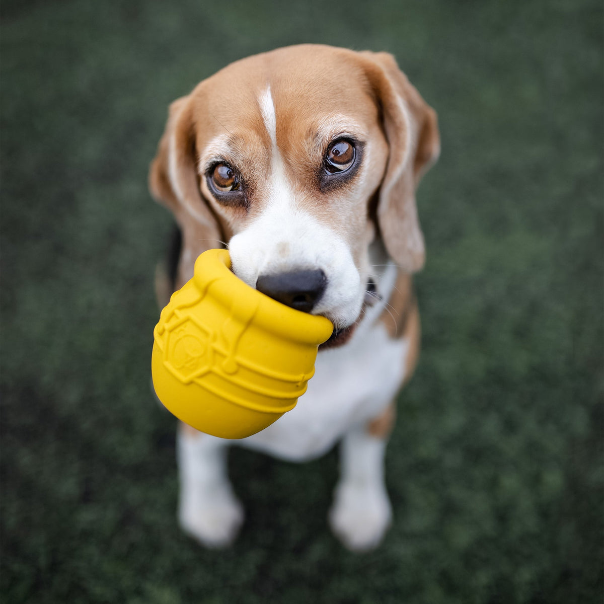SodaPup Honey Pot Treat Cup in yellow carried in a beagle's mouth as the beagle sits on green turf