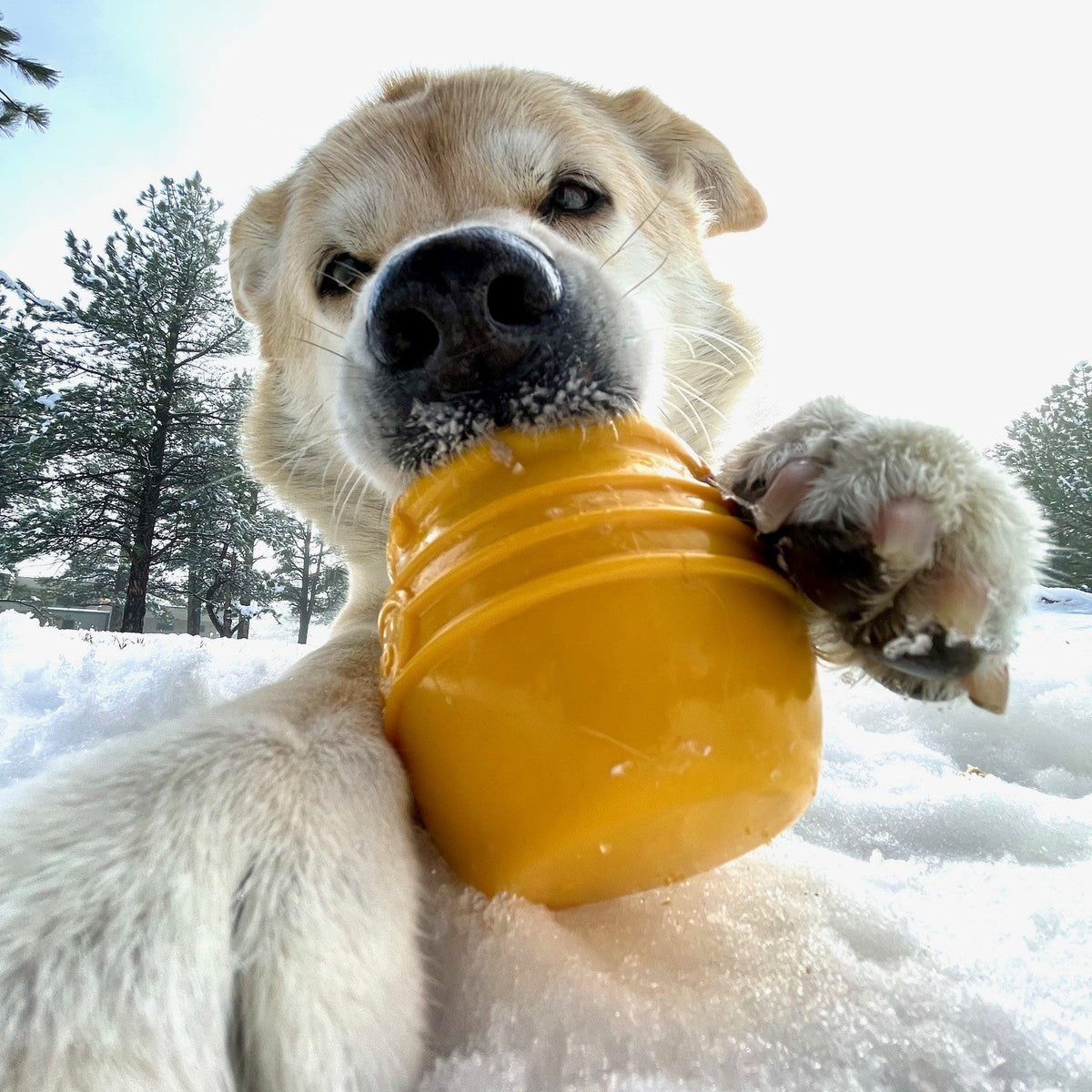 SodaPup Honey Pot Treat Cup in yellow held in a cream-colored dog's mouth in the snow, low close-up with a paw on the cup