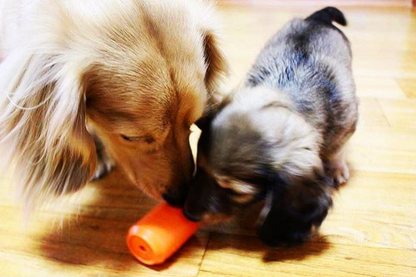 Two small long-haired dogs nosing an orange SodaPup Can Toy on a wooden floor