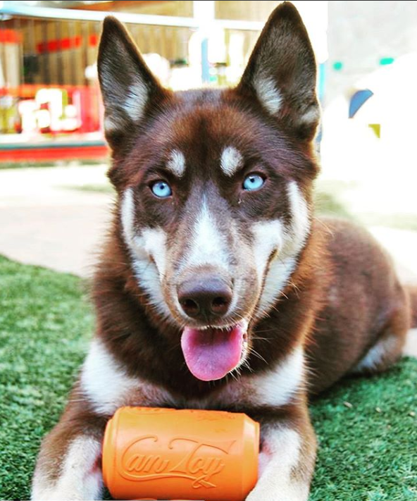 Red and white husky with blue eyes lying on artificial grass with an orange SodaPup Can Toy between its paws