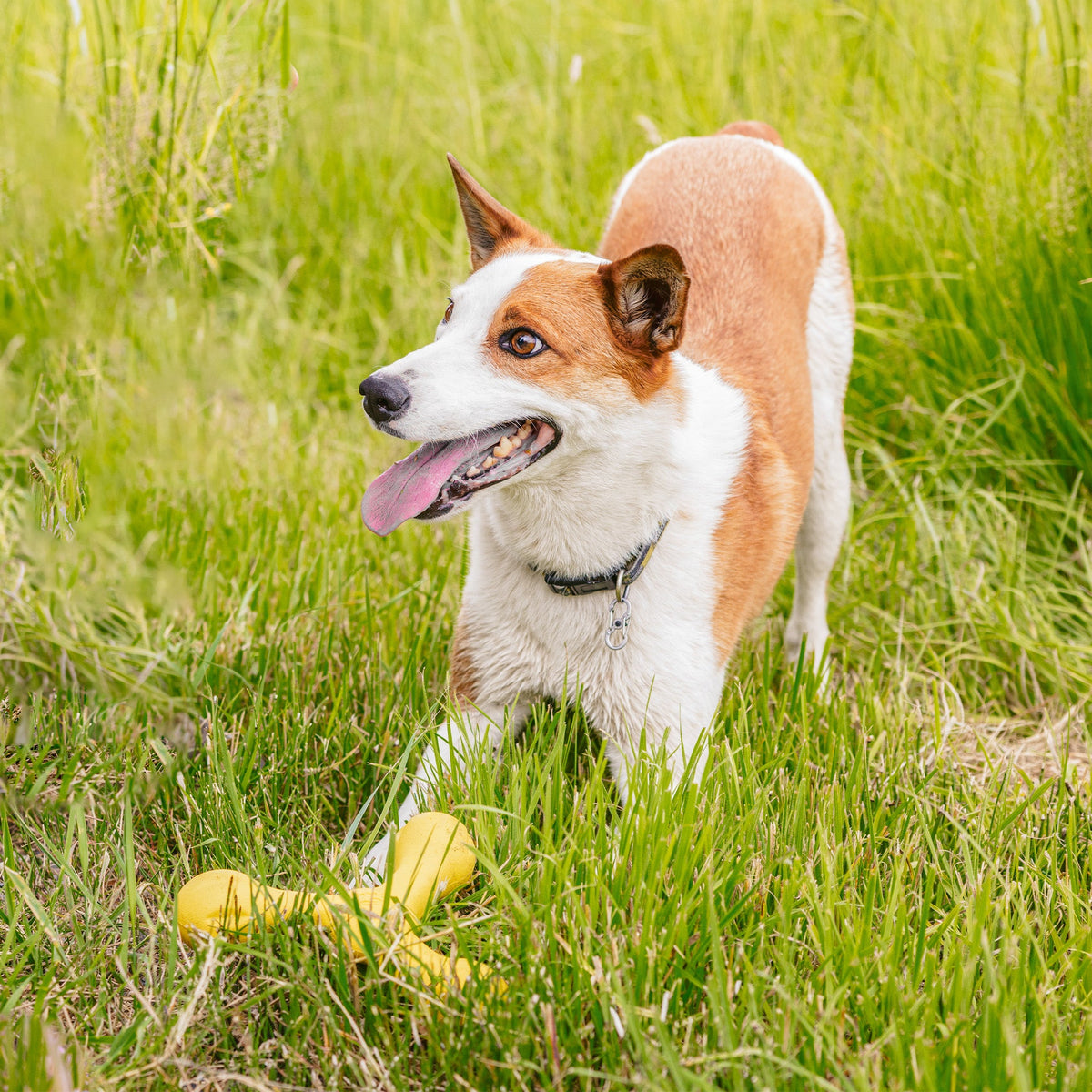 Skamp fetch toy in dandelion yellow in tall grass at the feet of a tan and white dog with its tongue out
