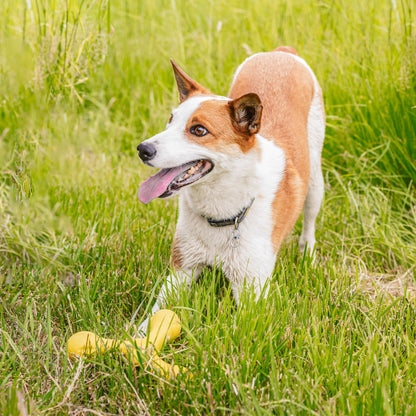 Skamp fetch toy in dandelion yellow in tall grass at the feet of a tan and white dog with its tongue out