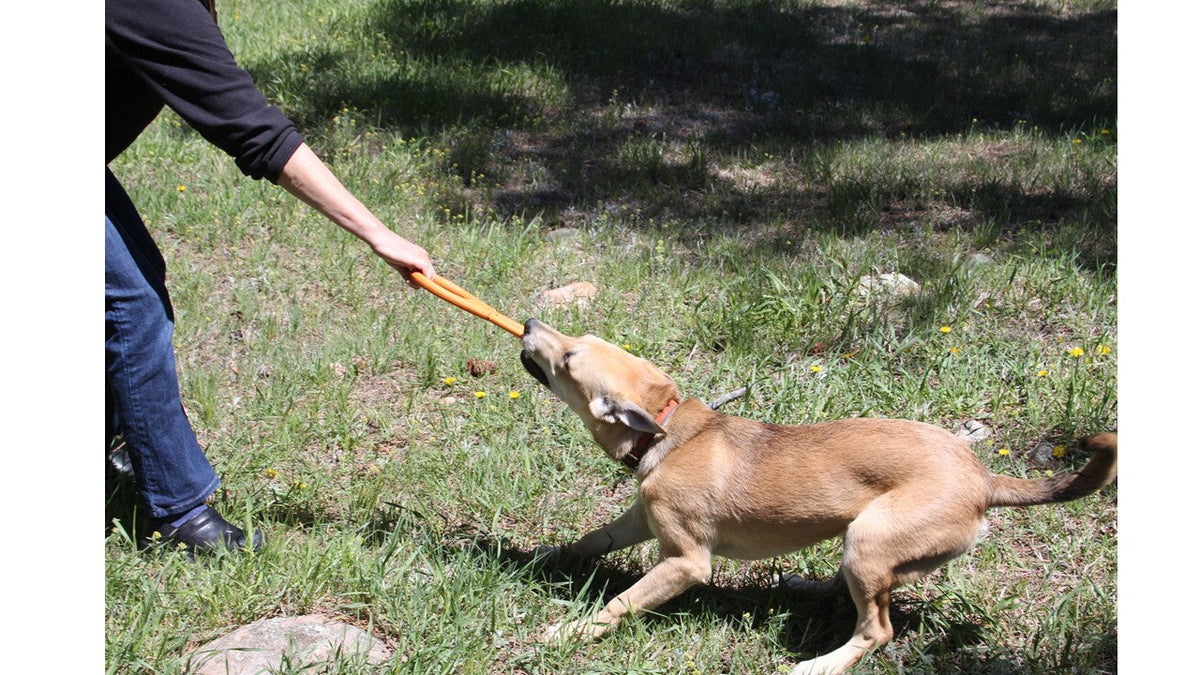 SodaPup Pop Top Rubber Tug Toy stretched taut as a tan dog braces and pulls back on the grass