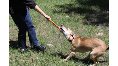 SodaPup Pop Top Rubber Tug Toy in a tug game, a person holding one handle while a tan dog pulls the other