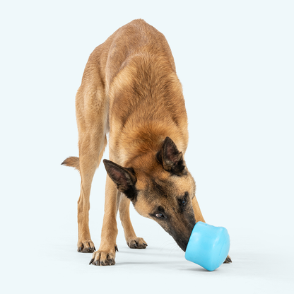 Belgian Malinois nosing an aqua blue West Paw Toppl treat toy across the floor