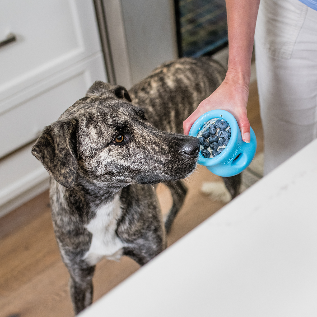 Brindle dog looking up at an aqua blue West Paw Toppl stuffed with blueberries, held out by its owner