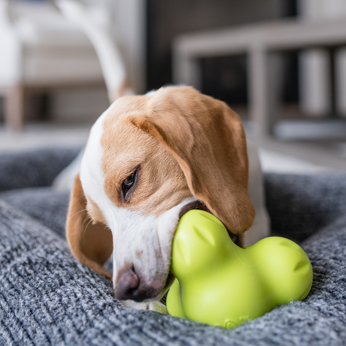 Tux treat toy in granny smith green being chewed by a beagle lying on a gray knit cushion