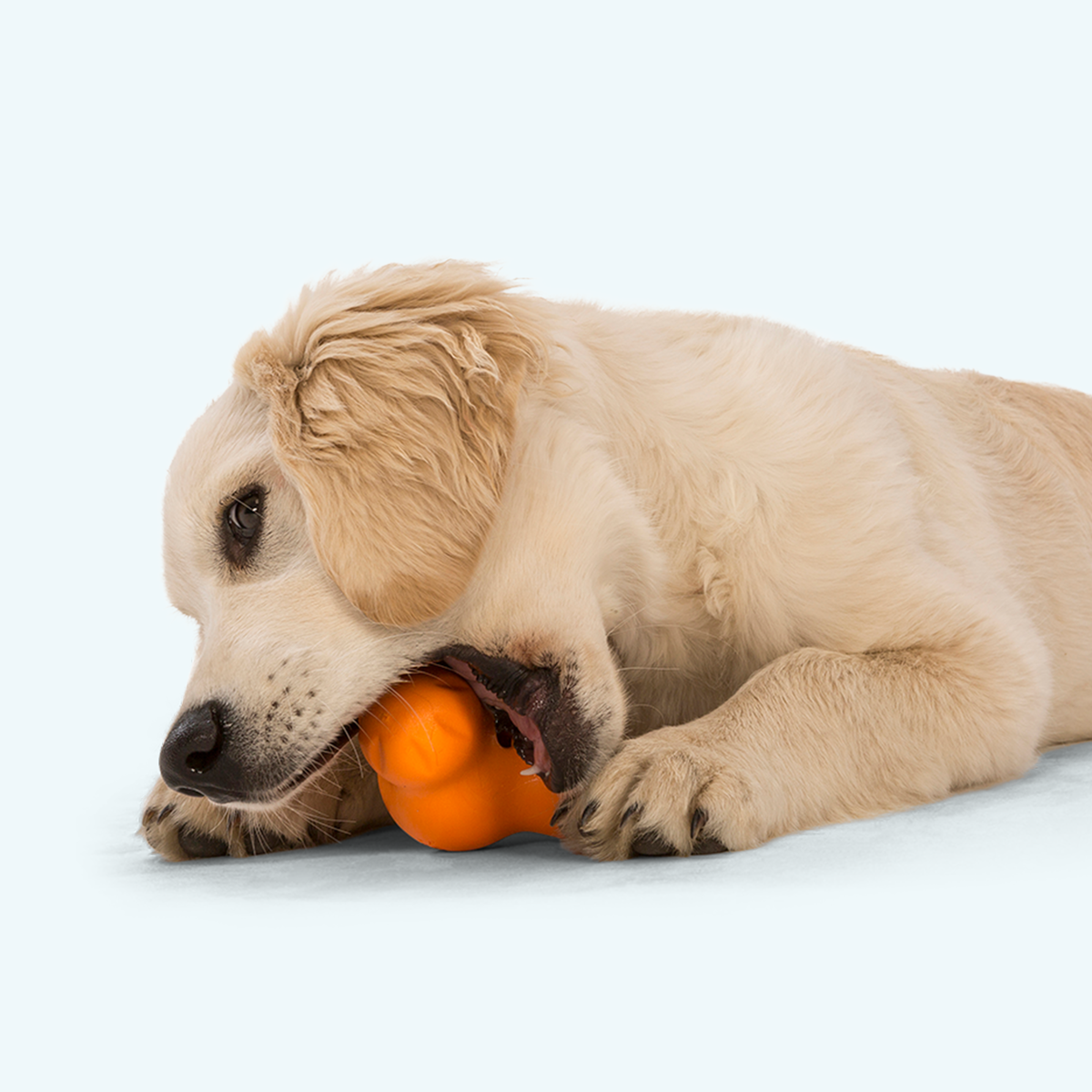 Tux treat toy in tangerine held between the paws of a golden retriever puppy chewing on it