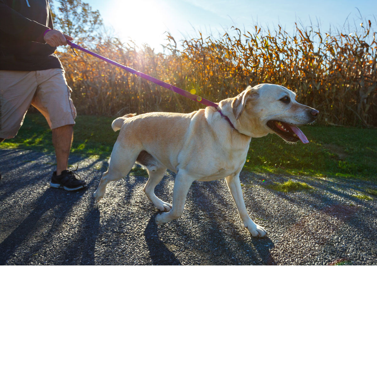 Urban Walk'r Short Stretch Leash in purple on a yellow Lab walking a country road beside a cornfield