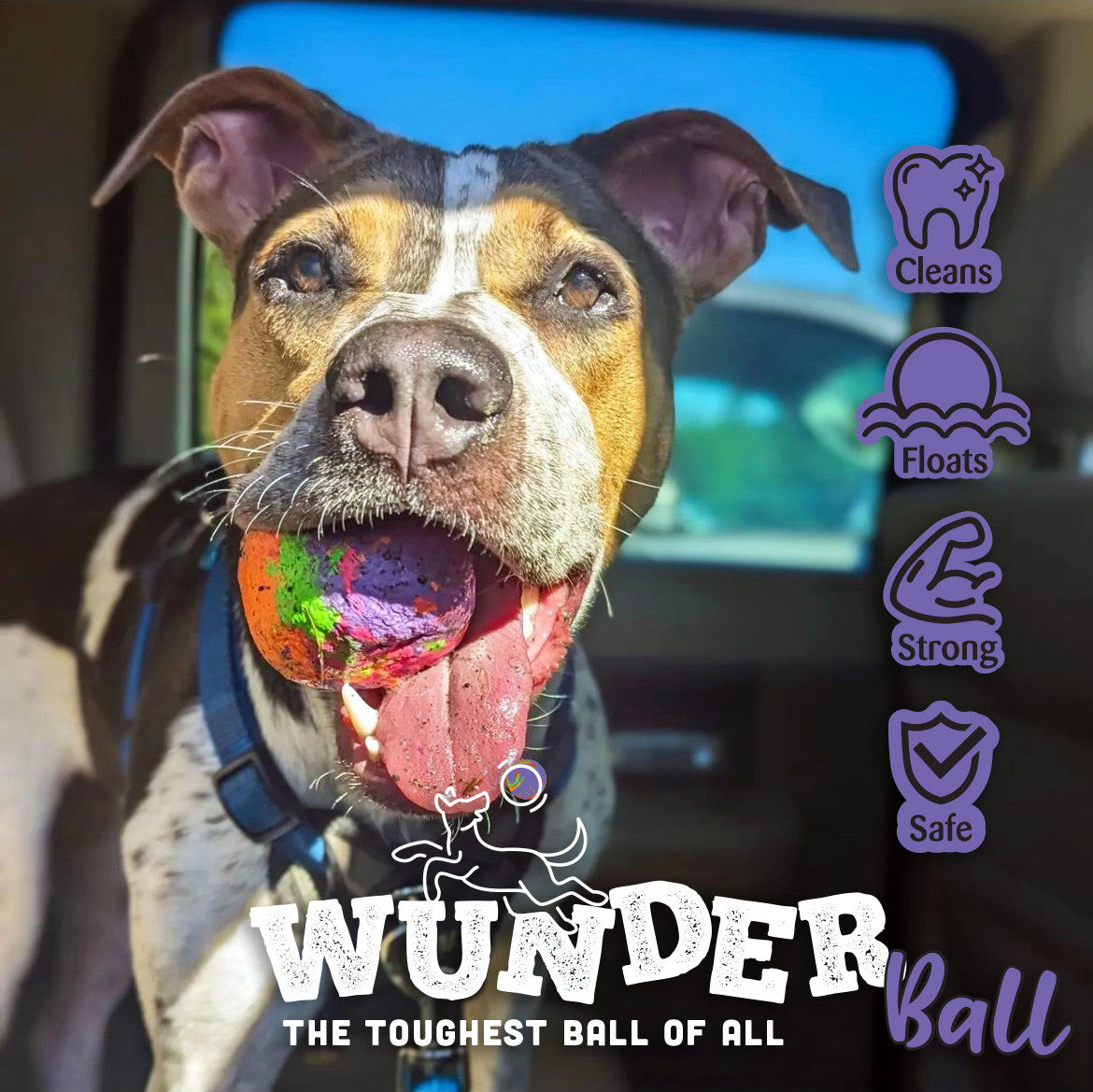 Tricolor dog in a car holding a multicolor swirl WUNDERball in its mouth