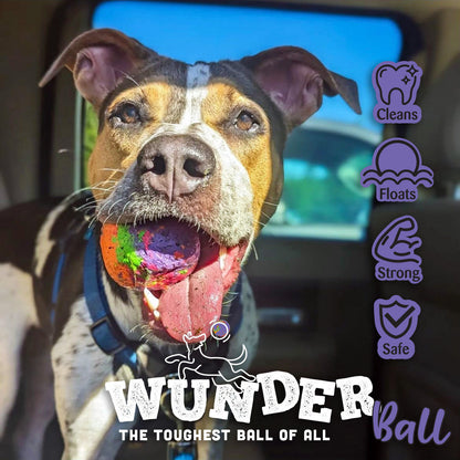 Tricolor dog in a car holding a multicolor swirl WUNDERball in its mouth