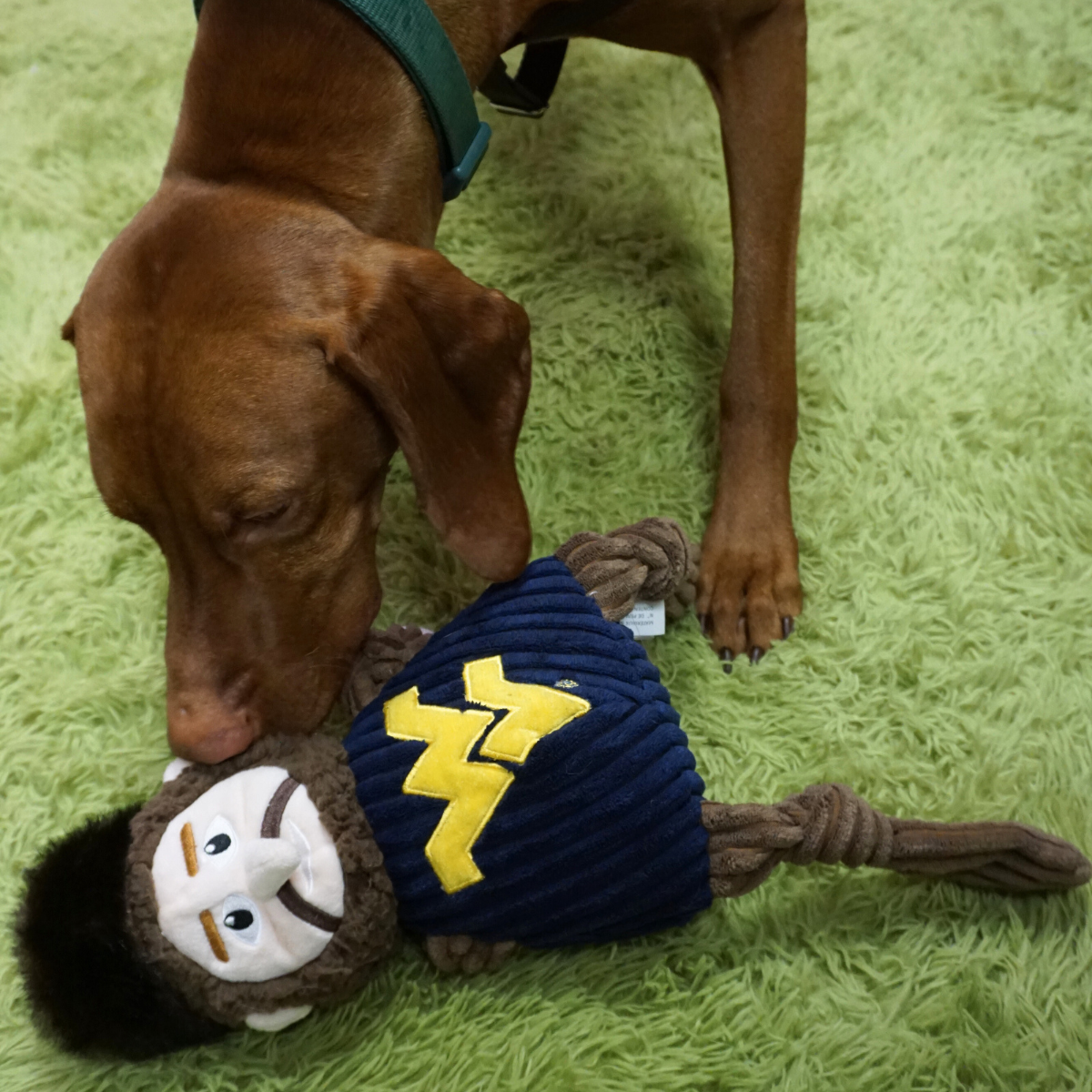 Mountaineer Knottie dog toy on a green shag rug as a vizsla noses its face